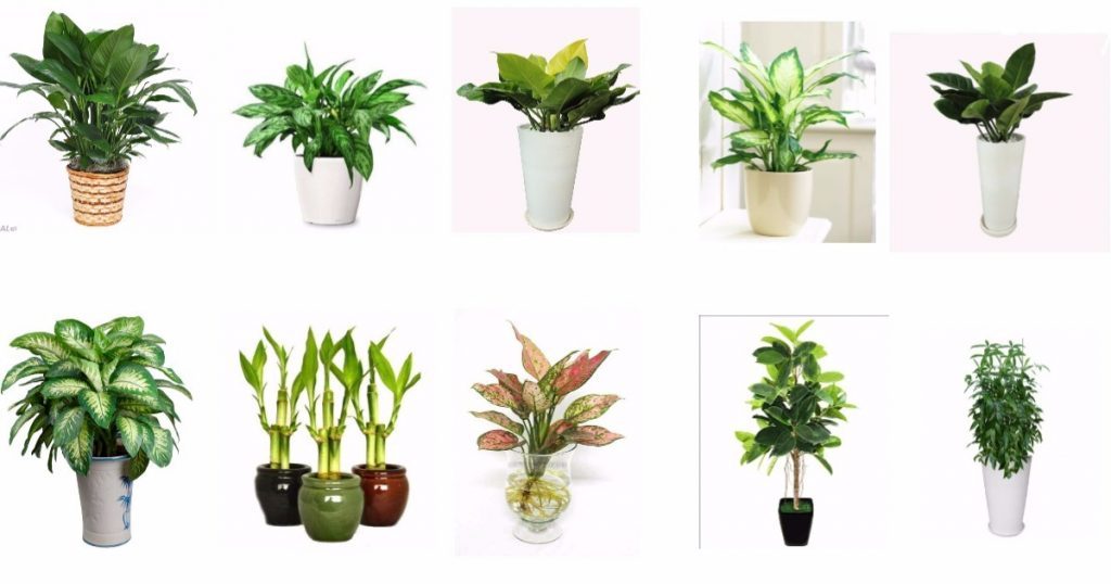 những loại cây xanh văn phòng dễ chăm sóc, không cần nhiều ánh sáng