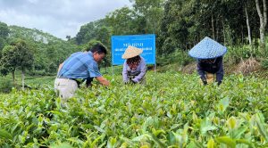 phương pháp bón phân hiệu quả