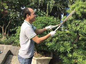 quy trình chăm sóc cây văn phòng chuyên nghiệp