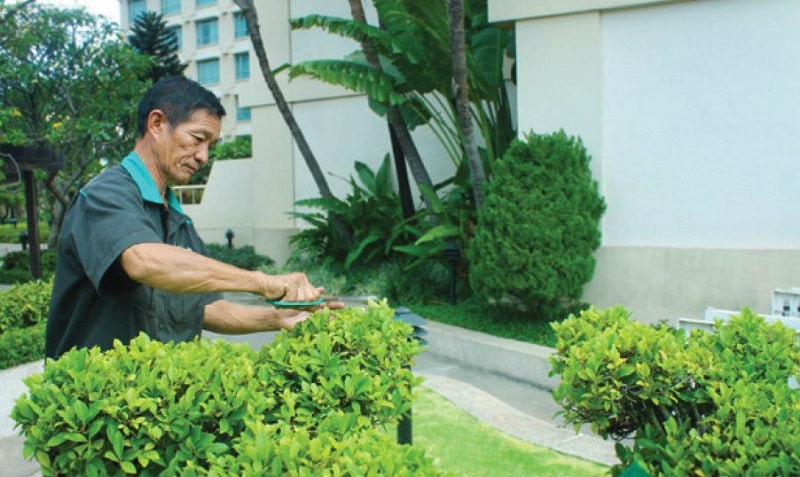 quy trình chăm sóc cây văn phòng chuyên nghiệp