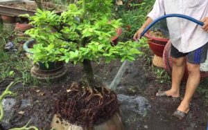 sai lầm thường gặp khi chăm sóc cây xanh và cách khắc phục