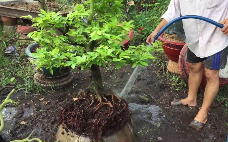 sai lầm thường gặp khi chăm sóc cây xanh và cách khắc phục