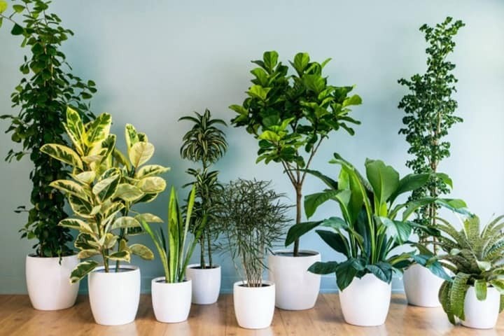 Tại sao doanh nghiệp nên thuê cây xanh thay vì mua mới?