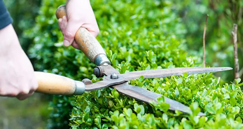 Dịch vụ cắt tỉa hàng rào cây xanh đúng kỹ thuật
