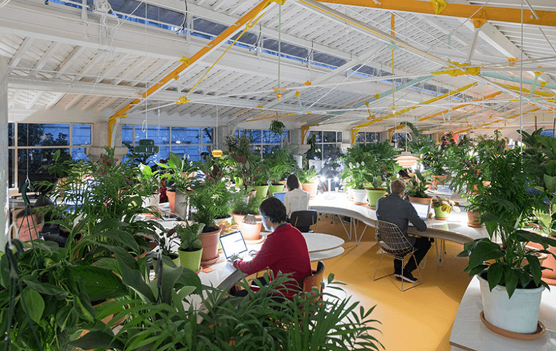 Top đơn vị cho thuê cây cảnh văn phòng uy tín tại TpHCM