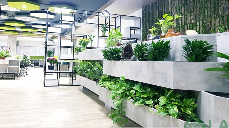 Top đơn vị cho thuê cây cảnh văn phòng uy tín tại TpHCM
