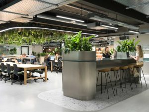 ứng dụng cây trồng phong thủy